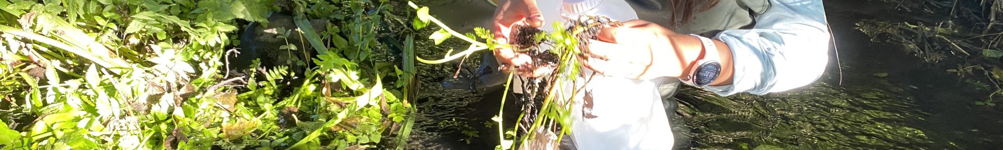 Fen Vandplanter